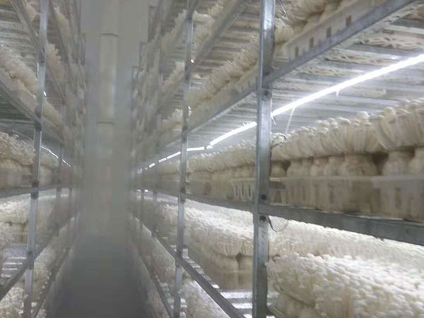 食用菌層架